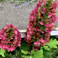 カシワバアジサイ,キュンキュン乙女倶楽部,【こまち多肉部】,平和を願う☆,ピンクワールドへ ようこその画像