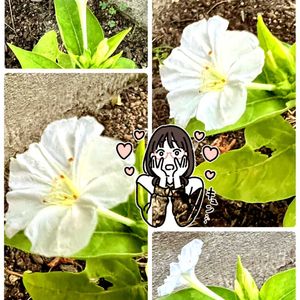 オシロイバナ,いつもありがとう♡,やっと咲いた〜♡,GSのみなさんに感謝♡,嬉しい♡の画像