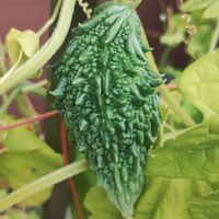 ゴーヤ,ガーデニング,ネコ好き,プランター野菜,夏野菜の画像