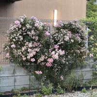宇部小町,お散歩,つるバラ,ハート型,フェンスの画像