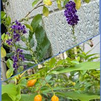 デュランタ,デュランタ 宝塚,小さな庭の画像