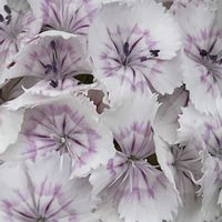 ナデシコ,アメリカナデシコ,花壇,ガーデニング,山野草の画像