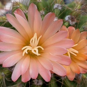 エケベリア属,多肉大好き,サボテンの花,多肉植物のある暮らし,多肉は癒しの画像