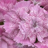 ナデシコ,アメリカナデシコ,花壇,ガーデニング,山野草の画像