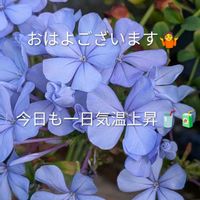 ナス,色々お花,我が家の庭,ヤエ菜園,病院予約日の画像
