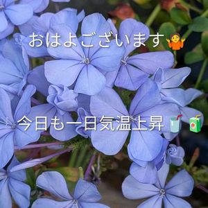 ナス,色々お花,我が家の庭,ヤエ菜園,病院予約日の画像