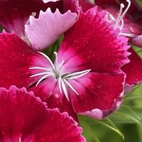 ナデシコ,アメリカナデシコ,花壇,ガーデニング,山野草の画像