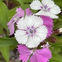 ナデシコ,アメリカナデシコ,花壇,ガーデニング,山野草の画像