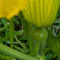 かぼちゃ,カボチャ,カボチャ,カボチャの雄花,カボチャの雌花の画像
