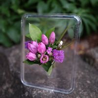 リンドウ,リンドウ,花のある暮らし, クリスマスローズ,クリスマスローズ・シングルの画像
