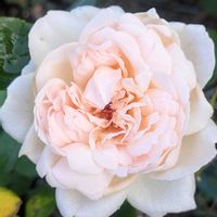 クレマチス,ケイトウ,フジバカマ,アンジェラ,ウィッシングの画像