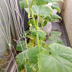 キュウリ,水耕栽培,アブラムシ,きゅうり栽培,家庭菜園の画像