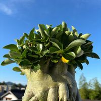 アデニウム,アデニウム アラビカム,塊根植物,オソロでトキメキ,２０２５年同期の画像