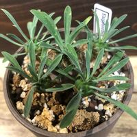 峨眉山,ユーフォルビア・峨眉山,多肉植物,鉢植え,ユーフォルビアの画像