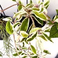 ホヤ・カルノーサ,ホヤ カルノーサ スージーQ,ホヤ カルノーサ スージーQ,観葉植物,ホヤの画像