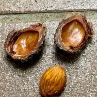 モモ,モモ,モモのタネの画像