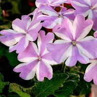 観葉植物,はなはな,花のある暮らし,花の写真,花のある生活の画像