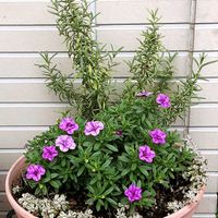 カリブラコア,ローズマリー,寄せ植え,鉢植え,セダム属の画像