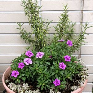 カリブラコア,ローズマリー,寄せ植え,鉢植え,セダム属の画像