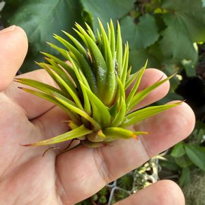 チランジア,イオナンタ,エアプランツの画像