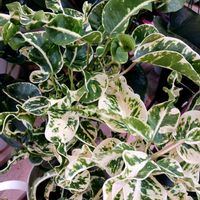 クロトン,観葉植物,葉っぱ,葉っぱ好き,斑入り。の画像