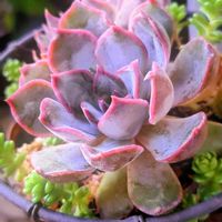 ダークアイス,多肉植物,Love & Peace,ありがとう♡︎⸜( ´ ꒳ ` )⸝♡︎,send cheers♪の画像