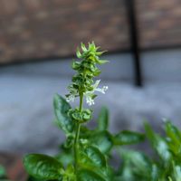 バジル,マリーゴールド,花壇,玄関アプローチの画像