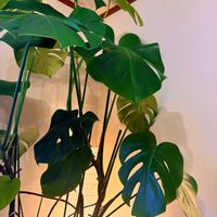 モンステラ,観葉植物,ワンルーム,家庭菜園の画像