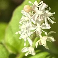 ジュズサンゴ,数珠珊瑚(ジュズサンゴ),小さな小さな庭( ᐡ ᵔᴥᵔ ᐡ ),とにかく暑いU^ェ^Uの画像