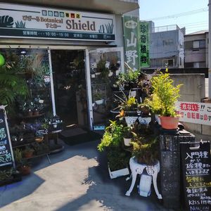 多肉植物,ウラボシ科,ビカクシダ属,食中植物,塊根の画像