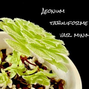 姫明鏡	Aeonium tabuliforme var.minima,カクタス広瀬,窓辺の画像