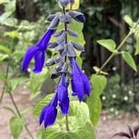 アサガオ,サルビア,サルビア・ガラニチカ,花のある暮らし,青い花マニアの画像