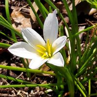 タマスダレ,花のある暮らし,お散歩の途中,植物大好き,人に優しくの画像