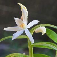 セッコク,セッコク　黄丸,セッコク　黄丸,季節の花,季節の風物詩の画像