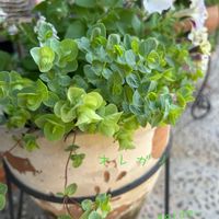 オレガノ,ペチュニア,オレガノミルフィーユリーフ,鉢植え,ガーデニングの画像
