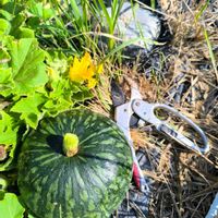 かぼちゃ,花のある暮らし,たねからの幸せの画像