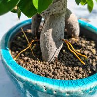 ガジュマル,ガジュマル,観葉植物,気根,観葉植物のある暮らしの画像