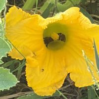 かぼちゃ,黄色の花,畑の画像