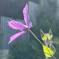 クレマチス,ノブドウ,サルビアネモローサ,お庭,お花のある暮らしの画像