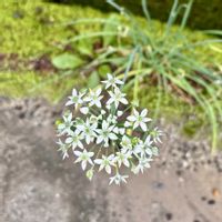 ハナニラ,アサガオ,とにかくGS 楽しもう！の画像
