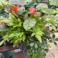 寄せ植え,季節の花,no green no life,ガーデン青山,秋よ早く来いの画像