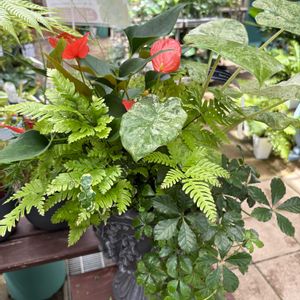 寄せ植え,季節の花,no green no life,ガーデン青山,秋よ早く来いの画像
