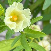 ローゼル,夏の庭,白ローゼル,鉢植え,花のある暮らしの画像