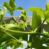 柑橘系,オザキフラワーパーク,つる性植物,挿し木,実のなる植物の画像