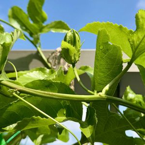 柑橘系,オザキフラワーパーク,つる性植物,挿し木,実のなる植物の画像