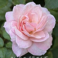 オクラ,バラ,ブルーベリー,バラ大好き,お家園芸の画像