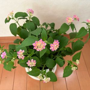 ピンク,マンション,窓辺の画像