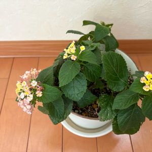 ピンク,イエロー,マンションの画像
