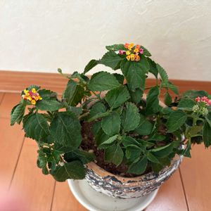ピンク,マンション,窓辺の画像