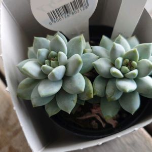 多肉植物,多肉寄せ植え,室内管理,その他部屋の画像